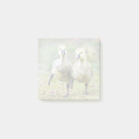 Animaux de bébés cutest | Goélands d'oies canadien