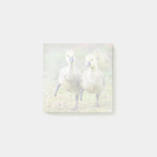 Post-it® Animaux de bébés cutest Goélands d'oies canadien