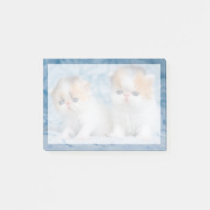 Post-it® Animaux de bébés cutest   Persian Calico Kitten