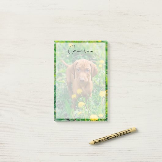 Post-it® Animaux de bébés cutest | Pointeur (Sur un bureau)