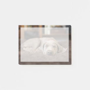 Post-it® Animaux de bébés cutest   Weimaraner Puppy Sleepin