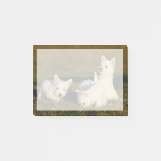 Post-it® Animaux de bébés cutest | West Highland White Terr (Devant)