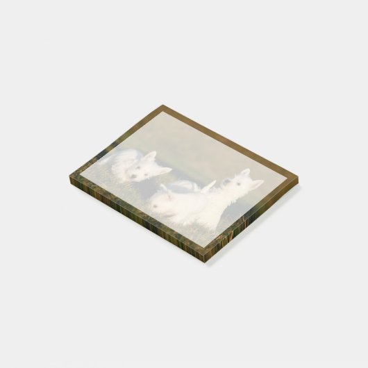 Post-it® Animaux de bébés cutest | West Highland White Terr (Incliné)