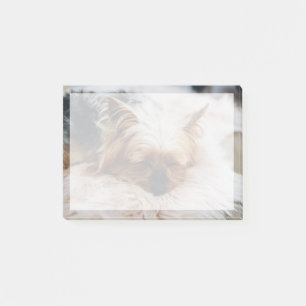 Post-it® Animaux de bébés cutest Yorkshire Terrier
