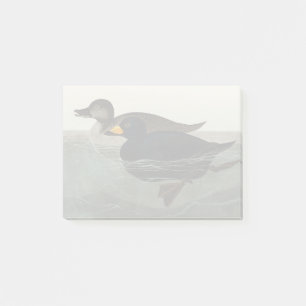 Post-it® Art vintage d'oie scoter d'Amérique d'Audubon