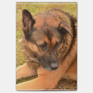 Post-it® Berger allemand avec une oreille souple