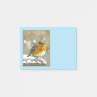 Bleuet de l'Est en neige - Photo originale