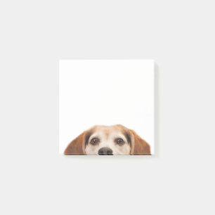 Post-it® Bonjour mignon chien Beagle moderne tendance