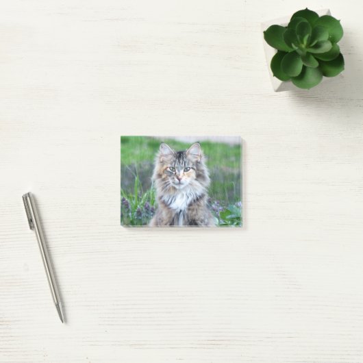 Post-it® Calico Cat (Bureau)