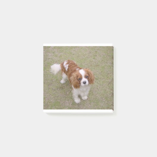 Post-it® Cavalier roi-charles-spaniel plein (Devant)