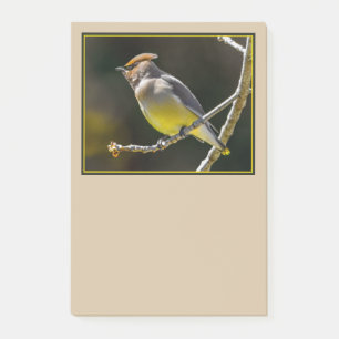 Post-it® Cèdre cire Songbird Photo originale Oiseau sauvage