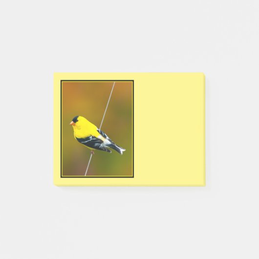 Post-it® Chardonneret d'Amérique - Photographie originale (Devant)