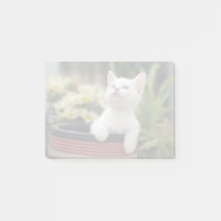 Chaton blanc turc