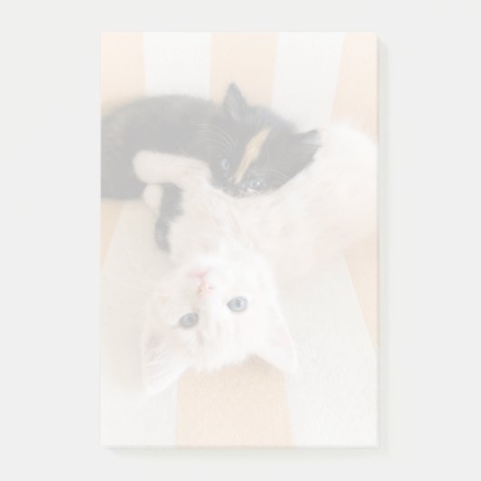 Post-it® Chatons blancs et noirs (Devant)
