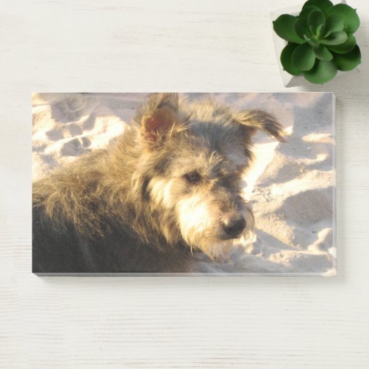 Post-it® Chien de plage thaïlandais (Bureau)