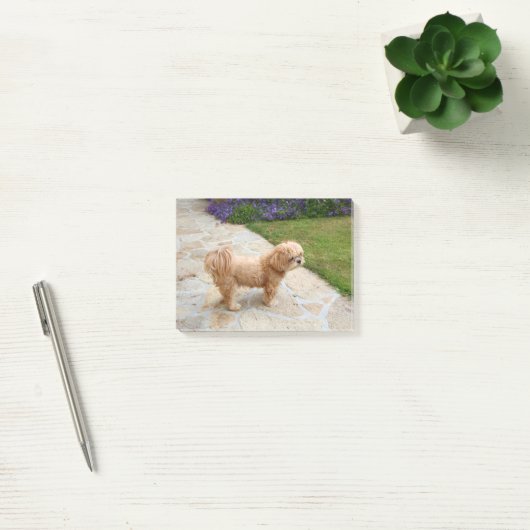 Post-it® Chien Lhasa Apso dans un jardin (Bureau)