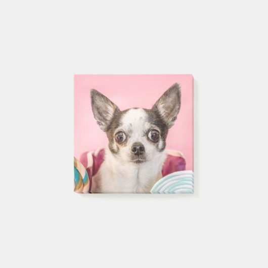 Post-it® Chihuahua (Devant)
