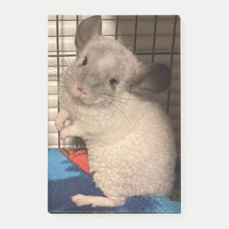 Post-it® Chinchilla