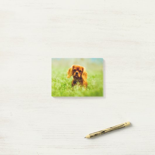 Post-it® Chiot dans le champ (Sur un bureau)