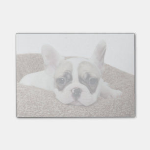 Post-it® Chiot de bouledogue français se situant dans un