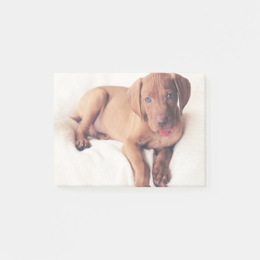 Post-it® Chiot de Vizsla de Hongrois (Devant)