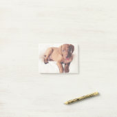 Post-it® Chiot de Vizsla de Hongrois (Sur un bureau)