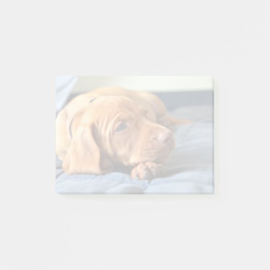 Post-it® Chiot de Vizsla se reposant sur sa patte (Devant)