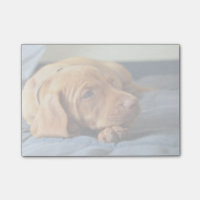Chiot de Vizsla se reposant sur sa patte