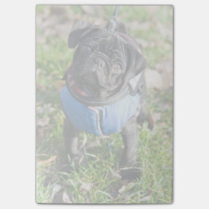 Post-it® Chiot noir de carlin utilisant une veste