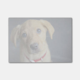 Post-it® Chiot rouge de Fox Labrador