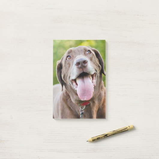 Post-it® Chocolate Labrador Dog (Sur un bureau)