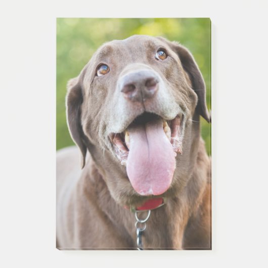 Post-it® Chocolate Labrador Dog (Devant)