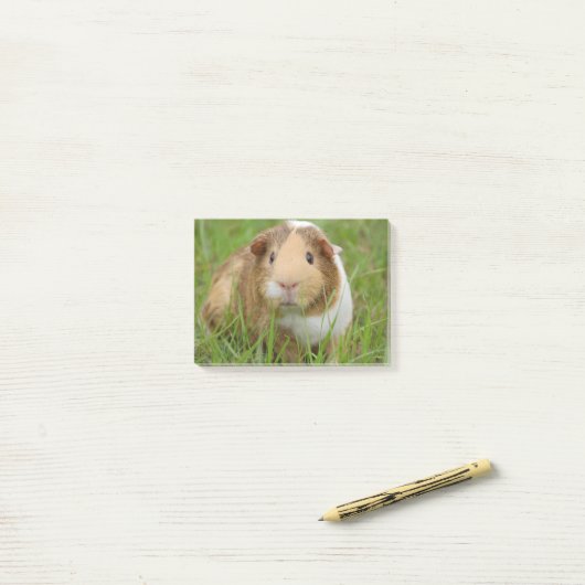 Post-it® Cobaye domestique mignon (Sur un bureau)