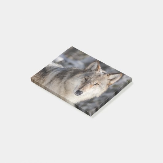 Post-it® Conception de la nature et du loup (Incliné)