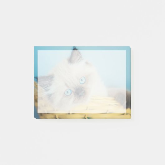 Post-it® Cutest Baby Animals | Himalayan Seal Point Cat (Devant)