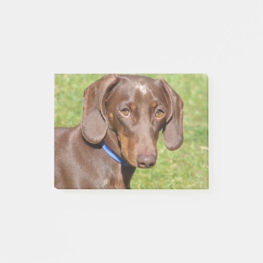 Post-it® Dachshund (Devant)