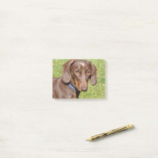 Post-it® Dachshund (Sur un bureau)