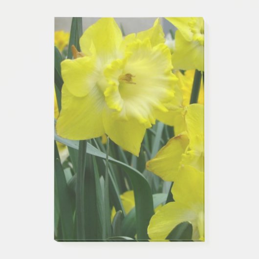 Post-it® daffodil-22.JPG (Devant)