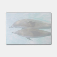 Dauphins d'araignée| Oahu Hawaii