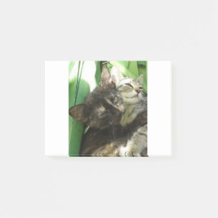 Post-it® De petits chatons câlins