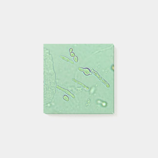 Post-it® Diapositive de laboratoire du microscope de levure