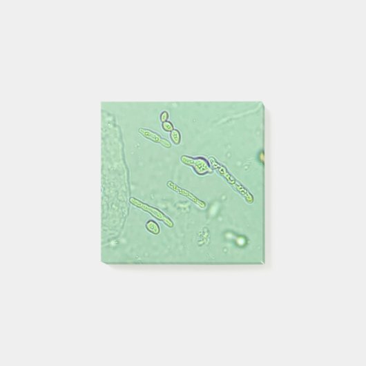 Post-it® Diapositive de laboratoire du microscope de levure (Devant)