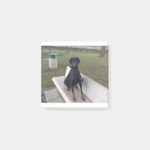 Post-it® doberman pinting