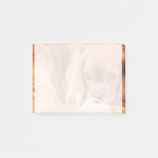 Post-it® Douce Ruby Cavalier King Charles Spaniel (Devant)