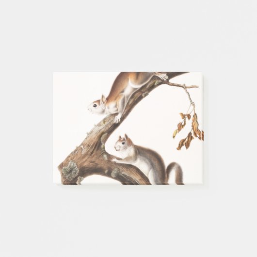 Post-it® Downy Brown Squirrel House (Devant)