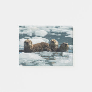 Post-it® Famille de loutres de mer