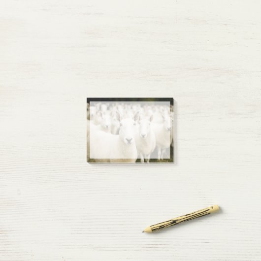 Post-it® Fermes | Troupeau de moutons (Sur un bureau)