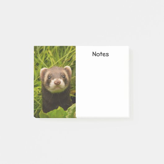 Post-it® Ferret Brown dans l'herbe (Devant)