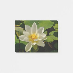 Post-it® Fleurs de Lotus blancs dans un étang