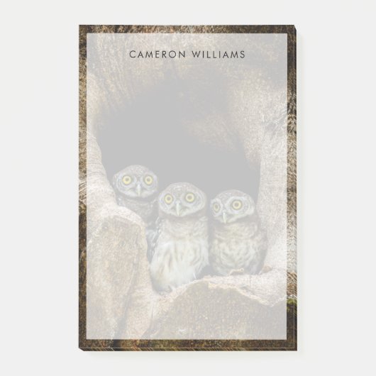 Post-it® Forests | Three Owls Looking (Devant)